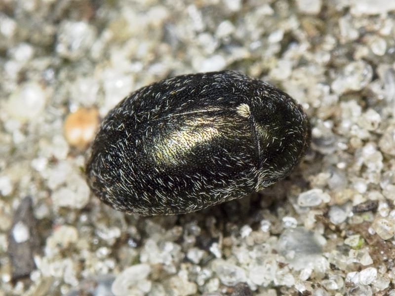 Morychus aeneus (Fabricius, 1775)